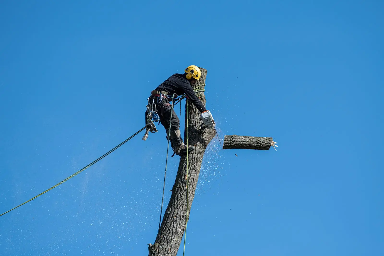 Arborist on a bare trunk cutting off the top section, with a rope holding the piece