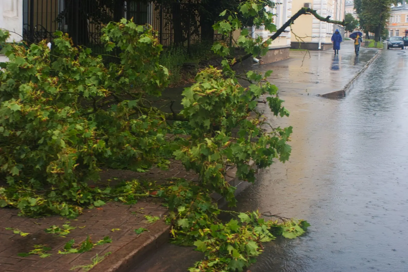 Large leafy limb down on a wet street after rain