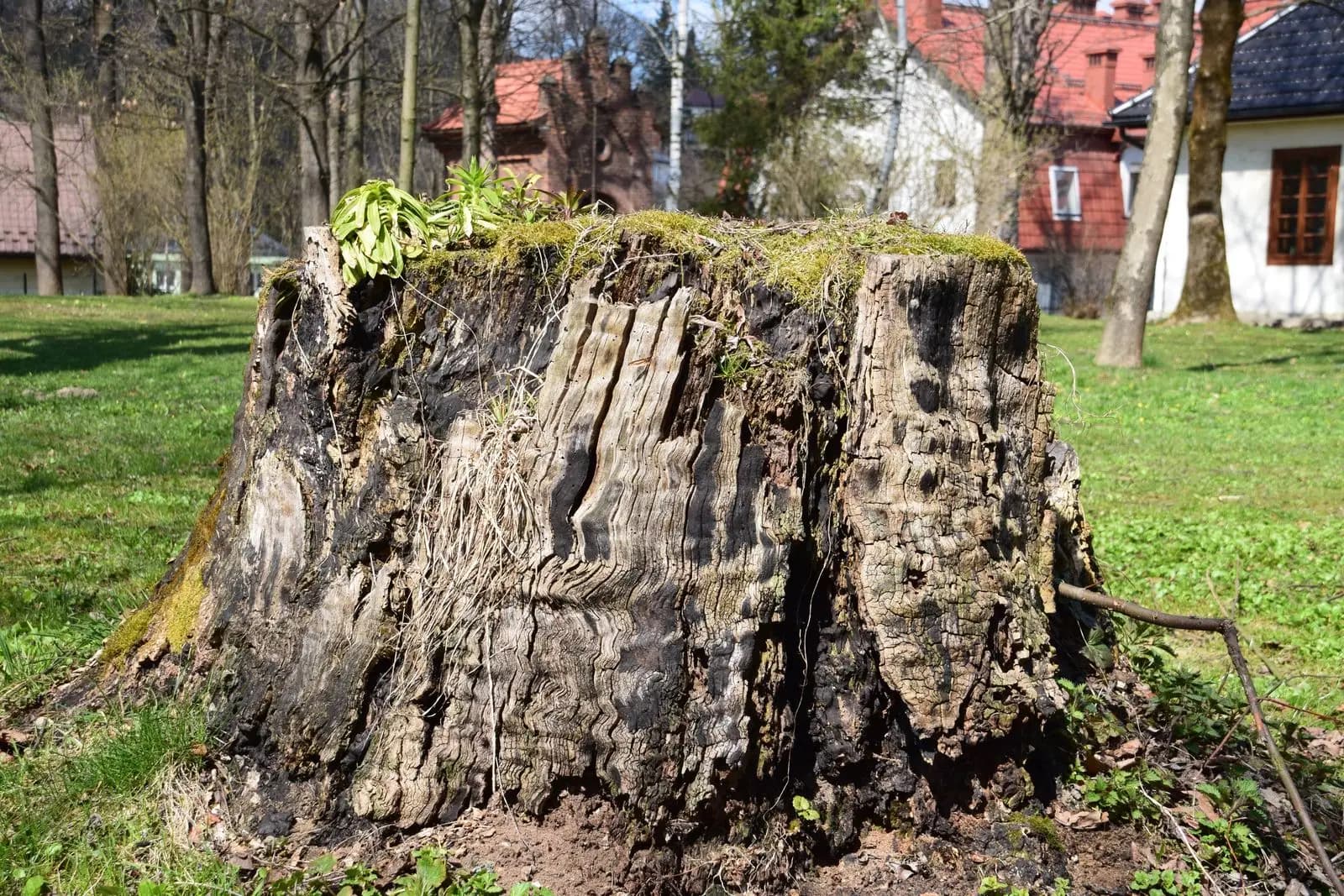 Large old stump standing in a lawn with houses behind