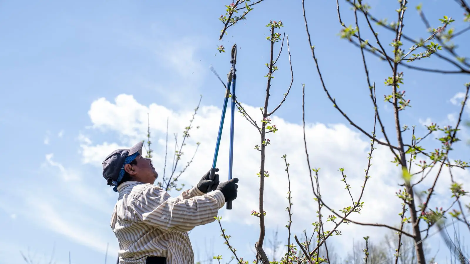 Person using a long-handled pruner on high branches