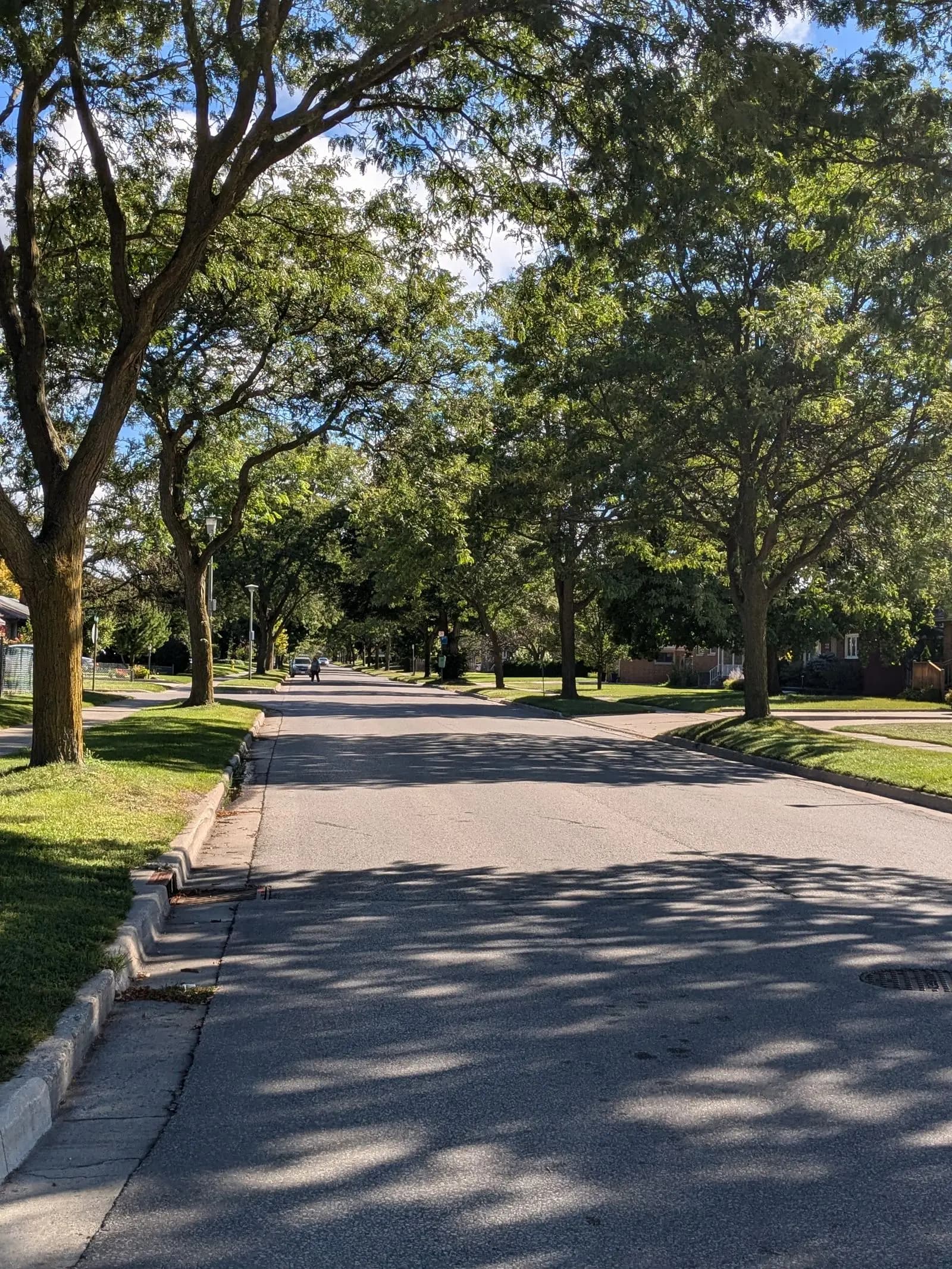 Quiet residential street under a canopy of large trees