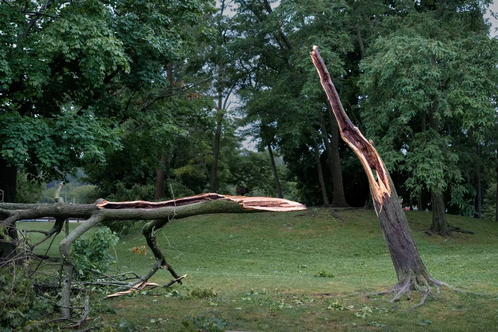 Tree trunk snapped in half after a storm, with the top on the ground