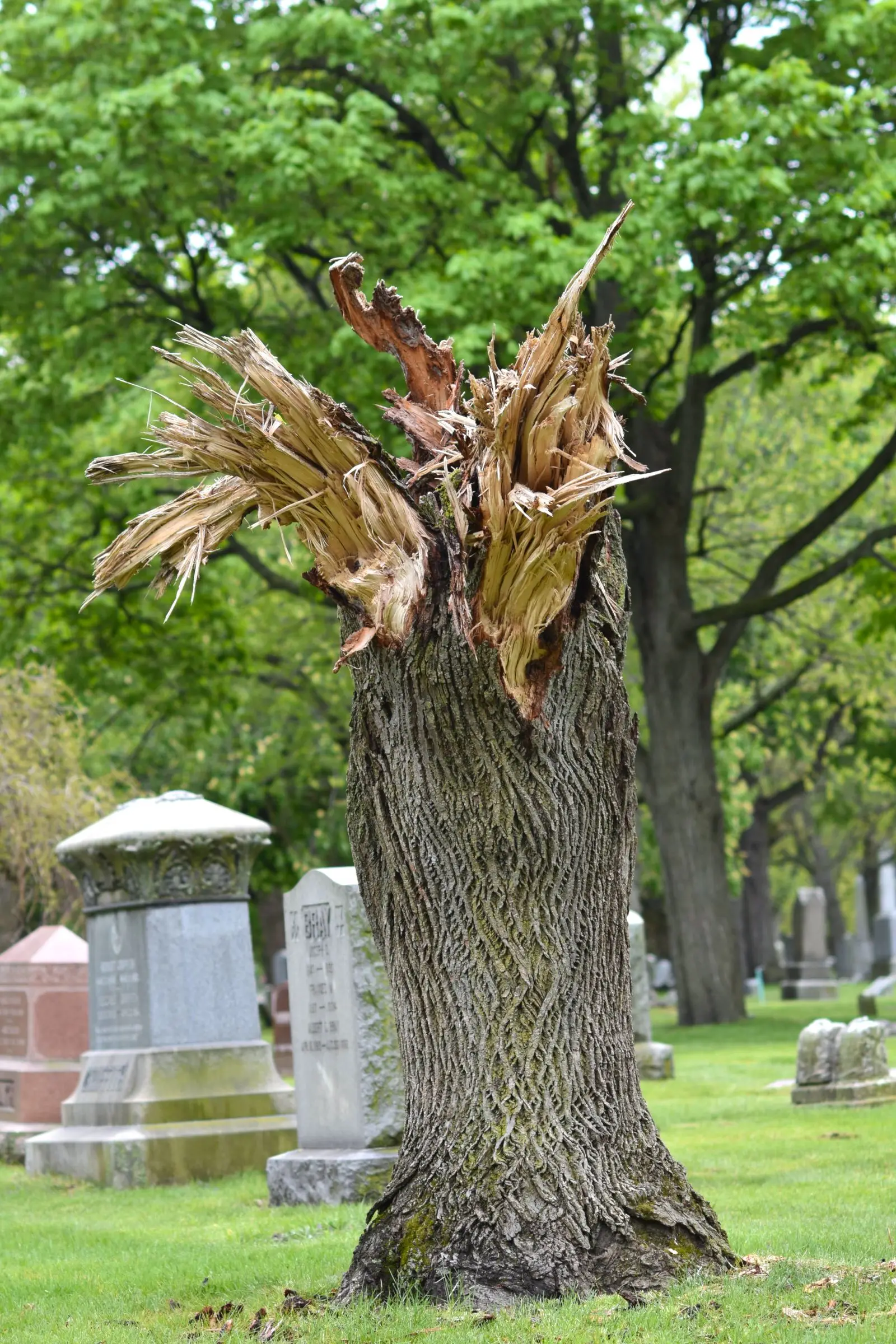 Trunk shattered and splintered where the top broke away