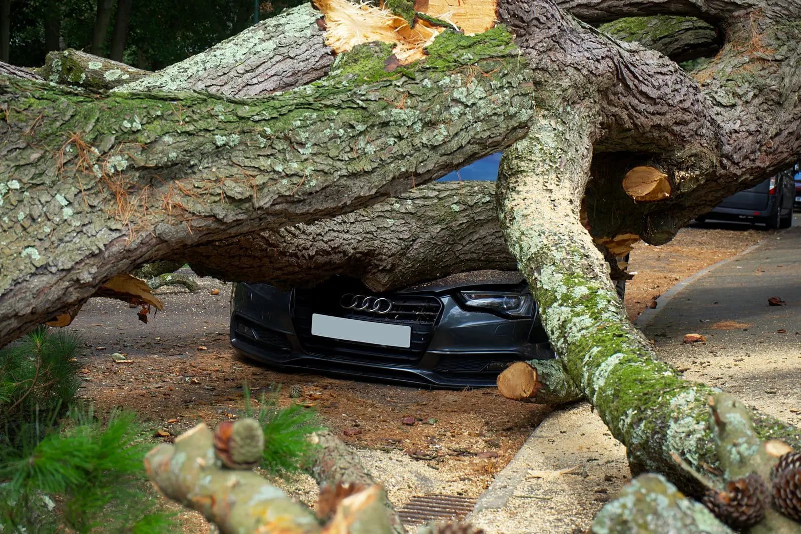 Large tree trunk lying on top of a parked car