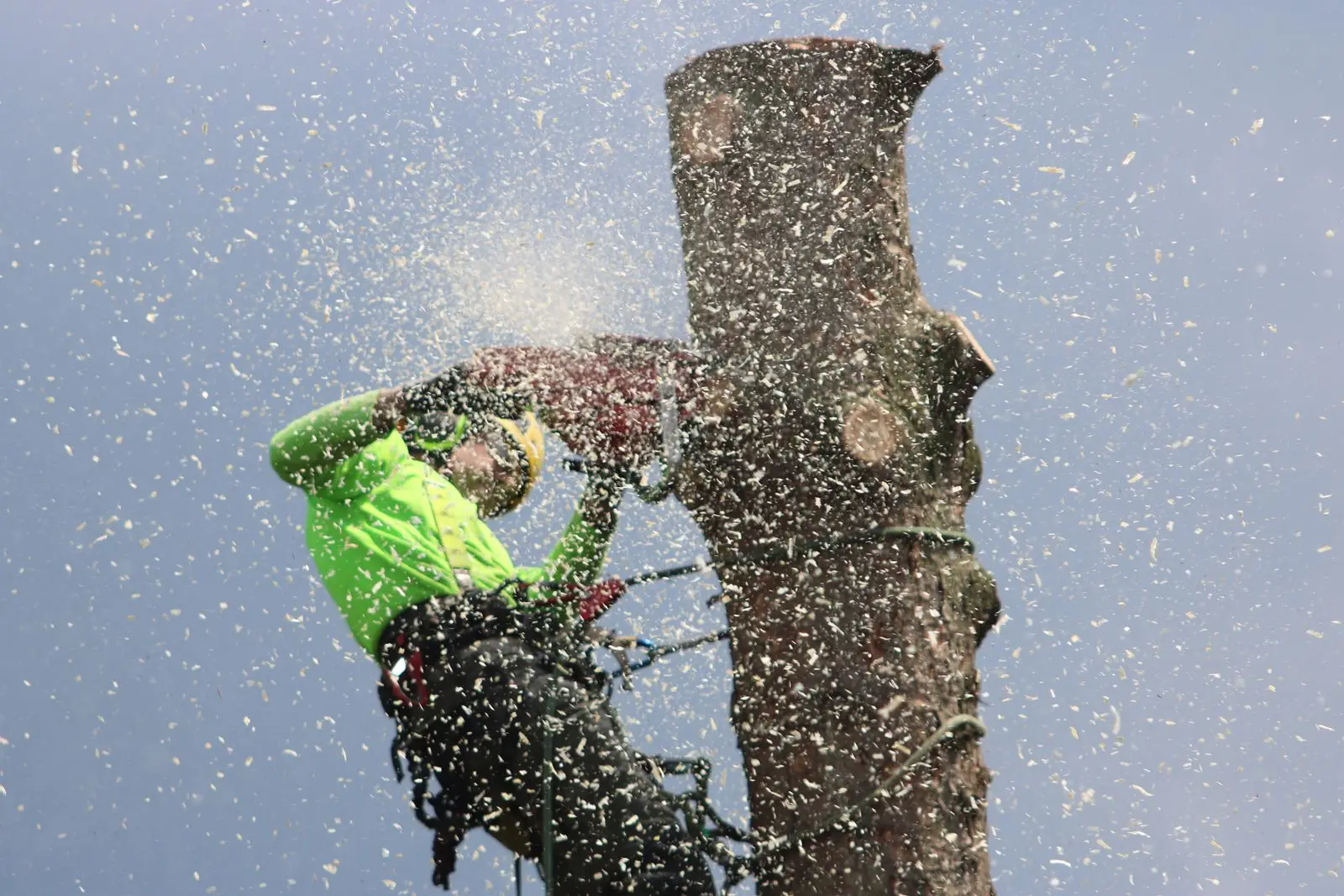Arborist cutting through an upright trunk section as sawdust flies