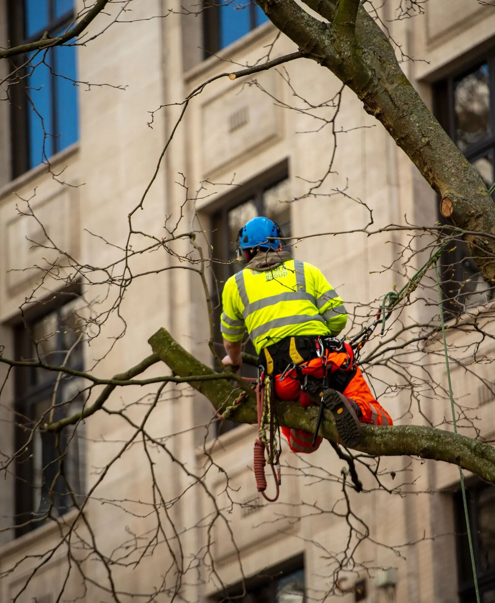 Arborist in high-visibility clothing standing on a large limb next to a building