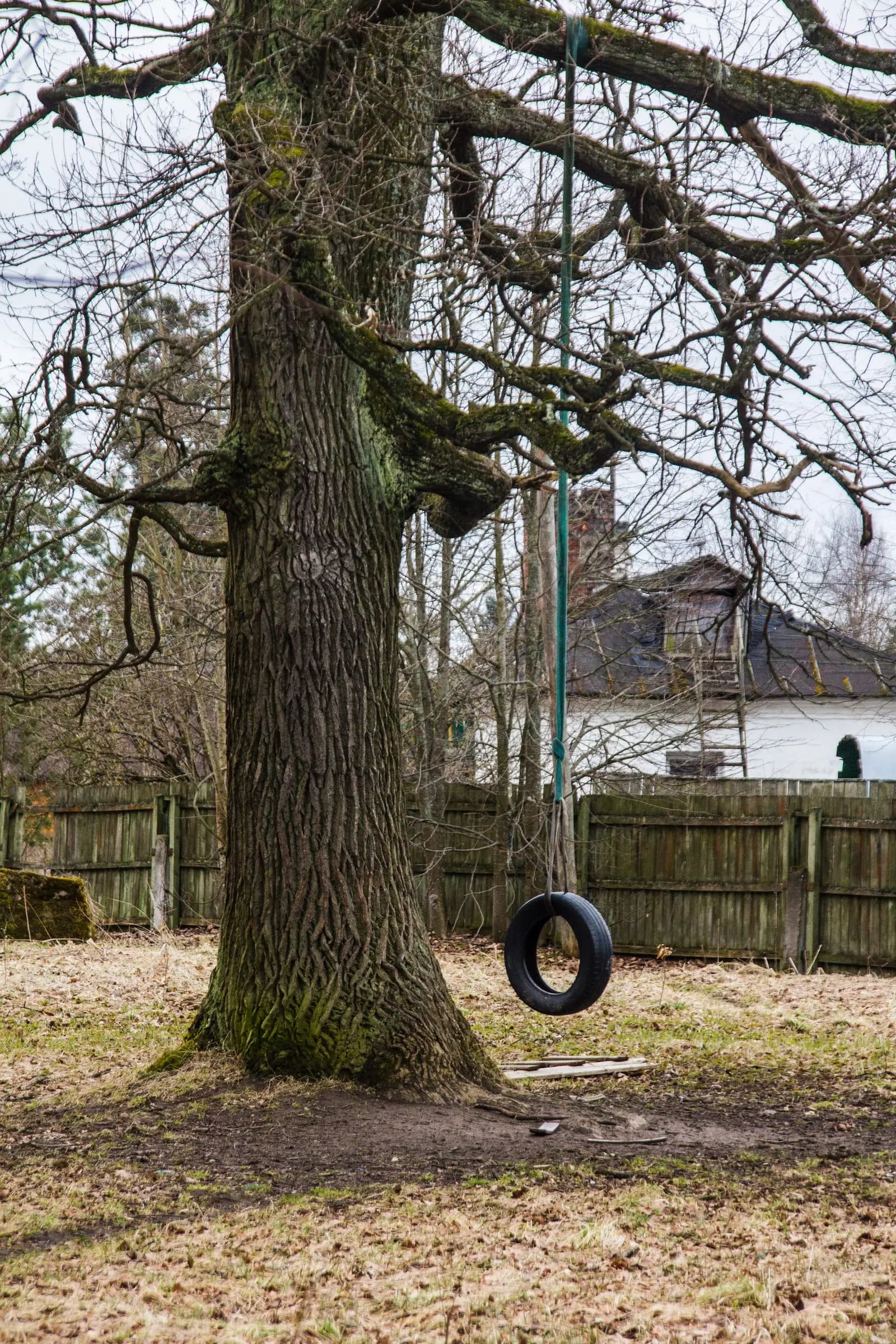 Large tree with a tire swing in a fenced backyard