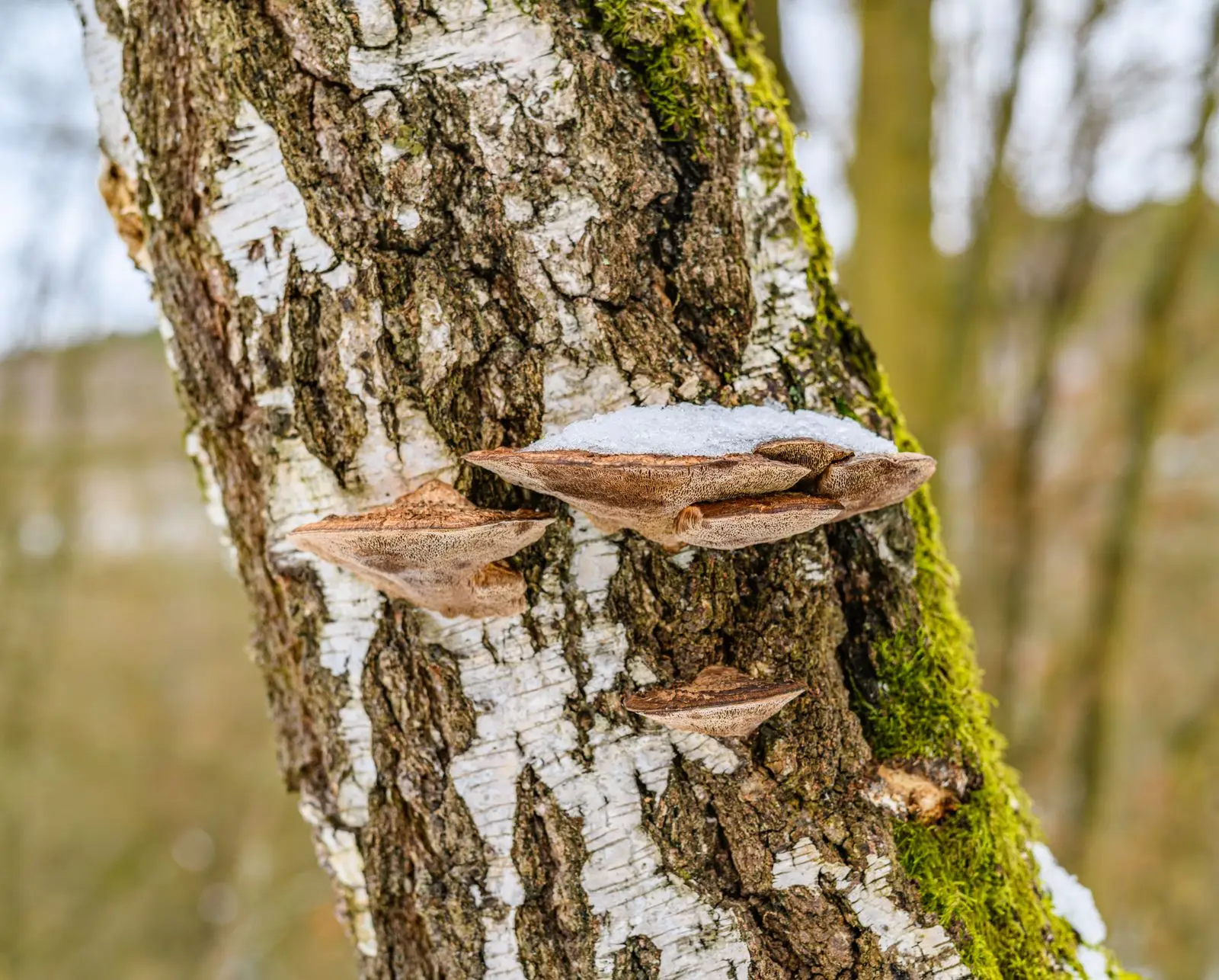 Bracket fungus growing from a tree trunk, a sign of internal decay