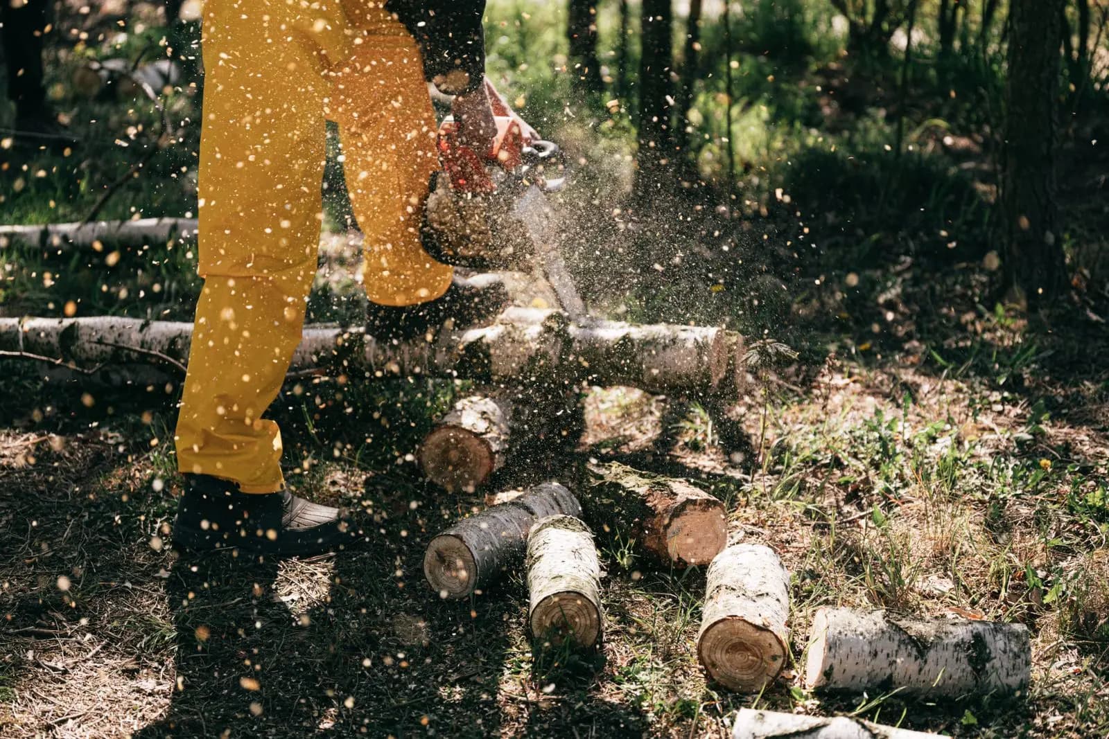 Worker in protective trousers cutting small logs with a chainsaw