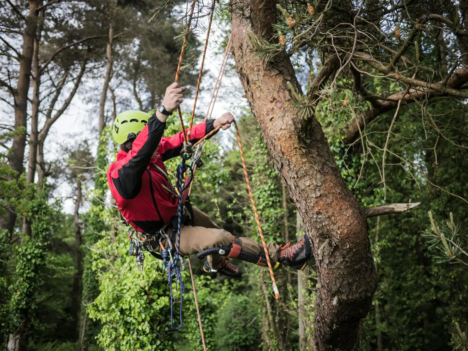 Climber ascending a tall conifer trunk on a rope