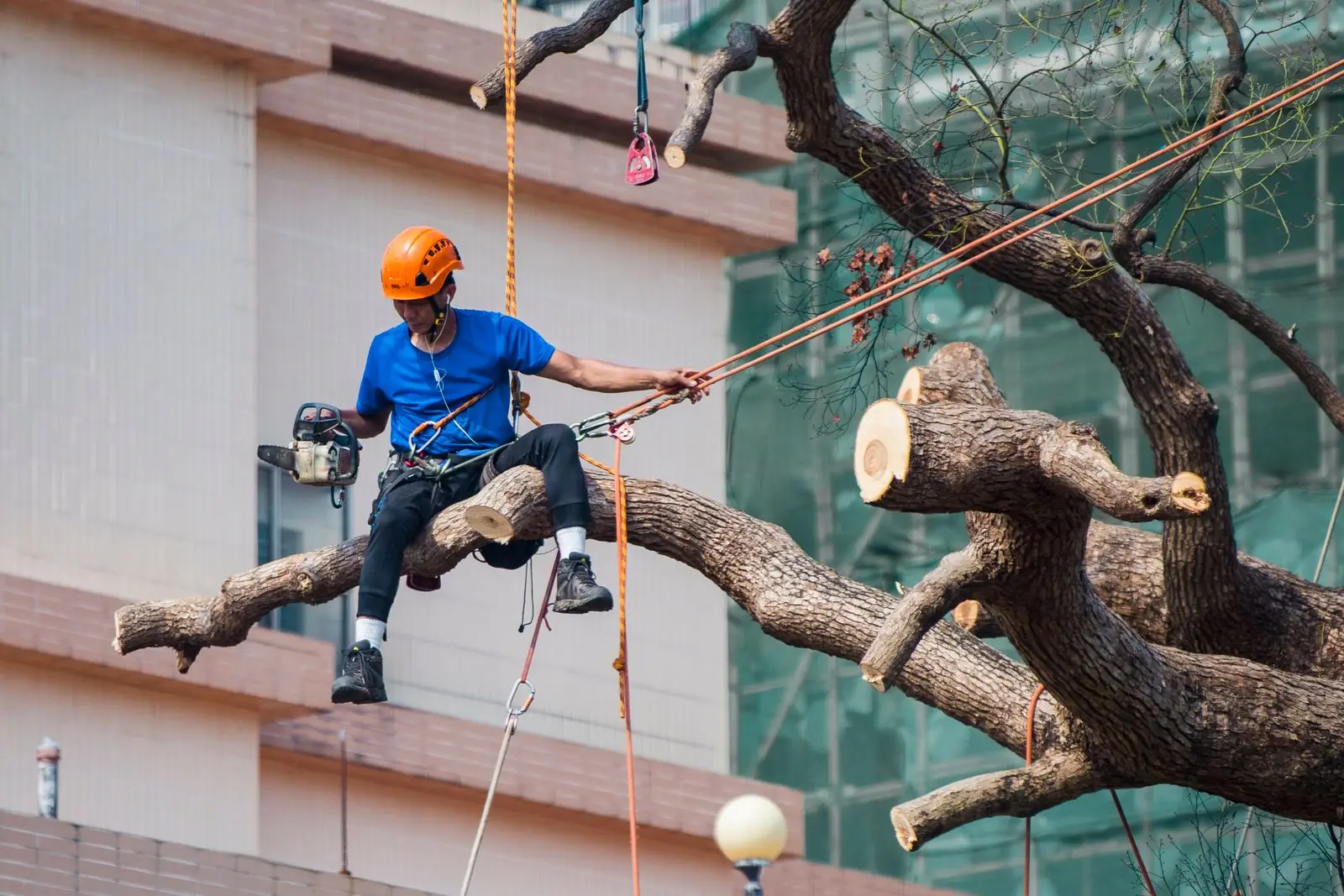 Roped climber seated on a large limb among freshly cut branches