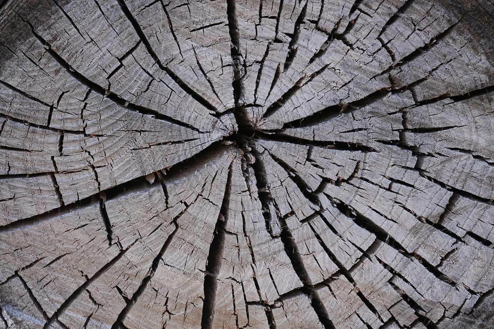 Cross-section of a trunk with deep radial cracks