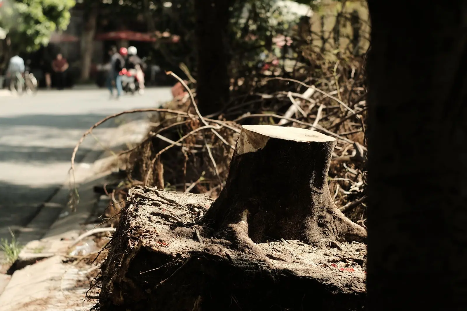 Uprooted stump with exposed roots beside a street