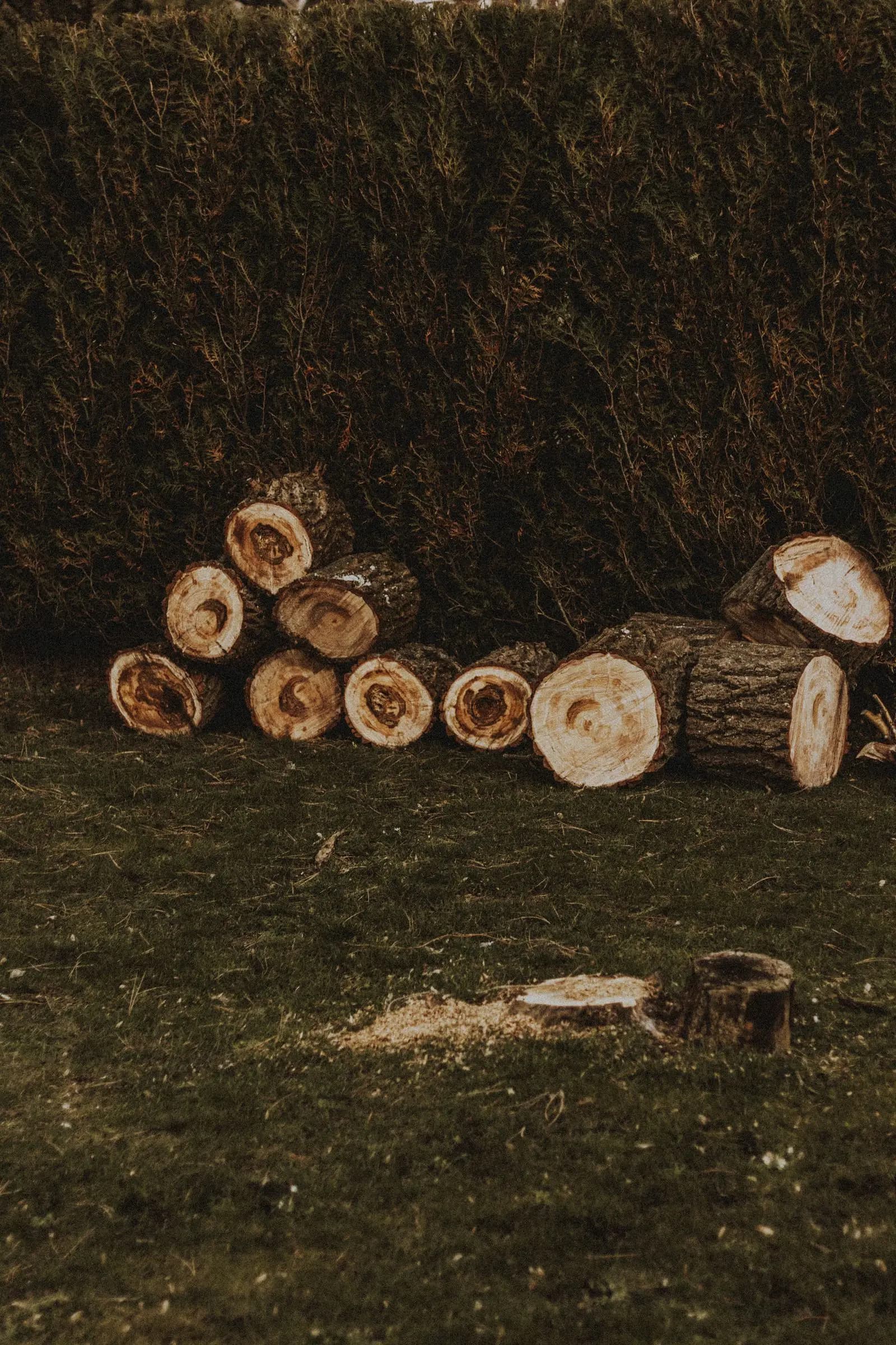 Short cut logs piled on grass