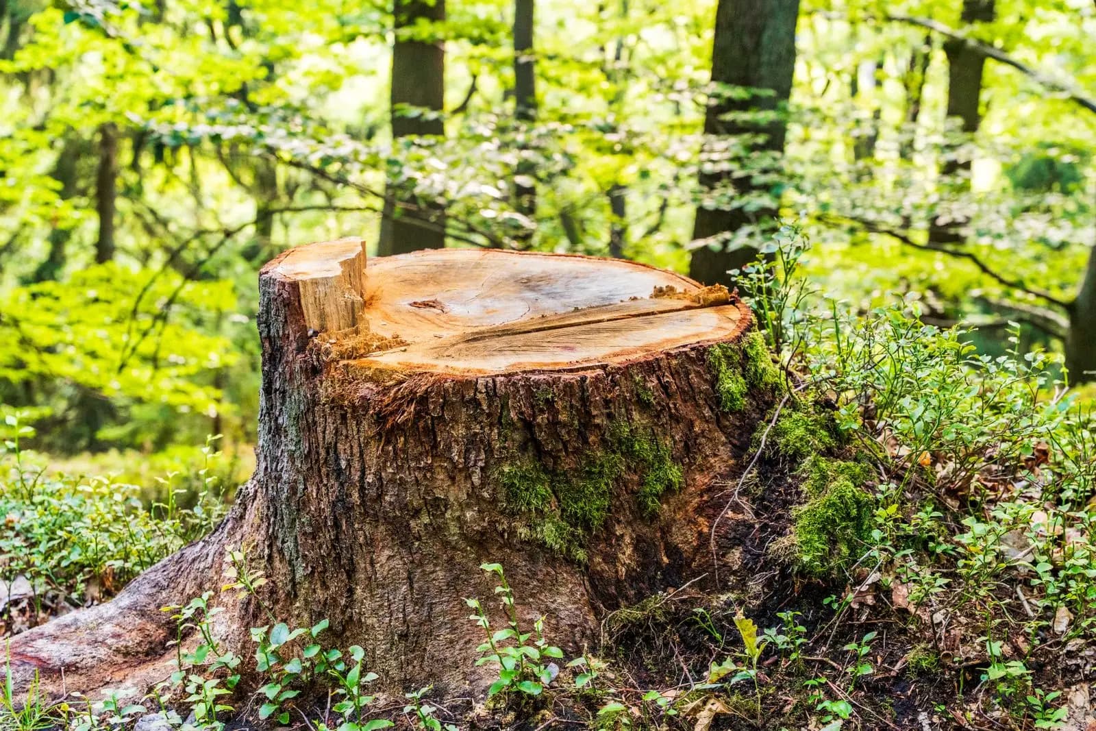 Cut stump in a sunlit wooded yard