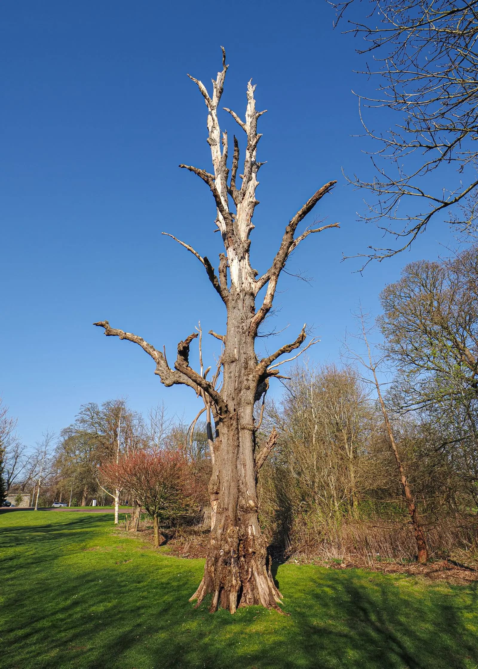 Tall standing dead tree with bare, broken limbs against a blue sky