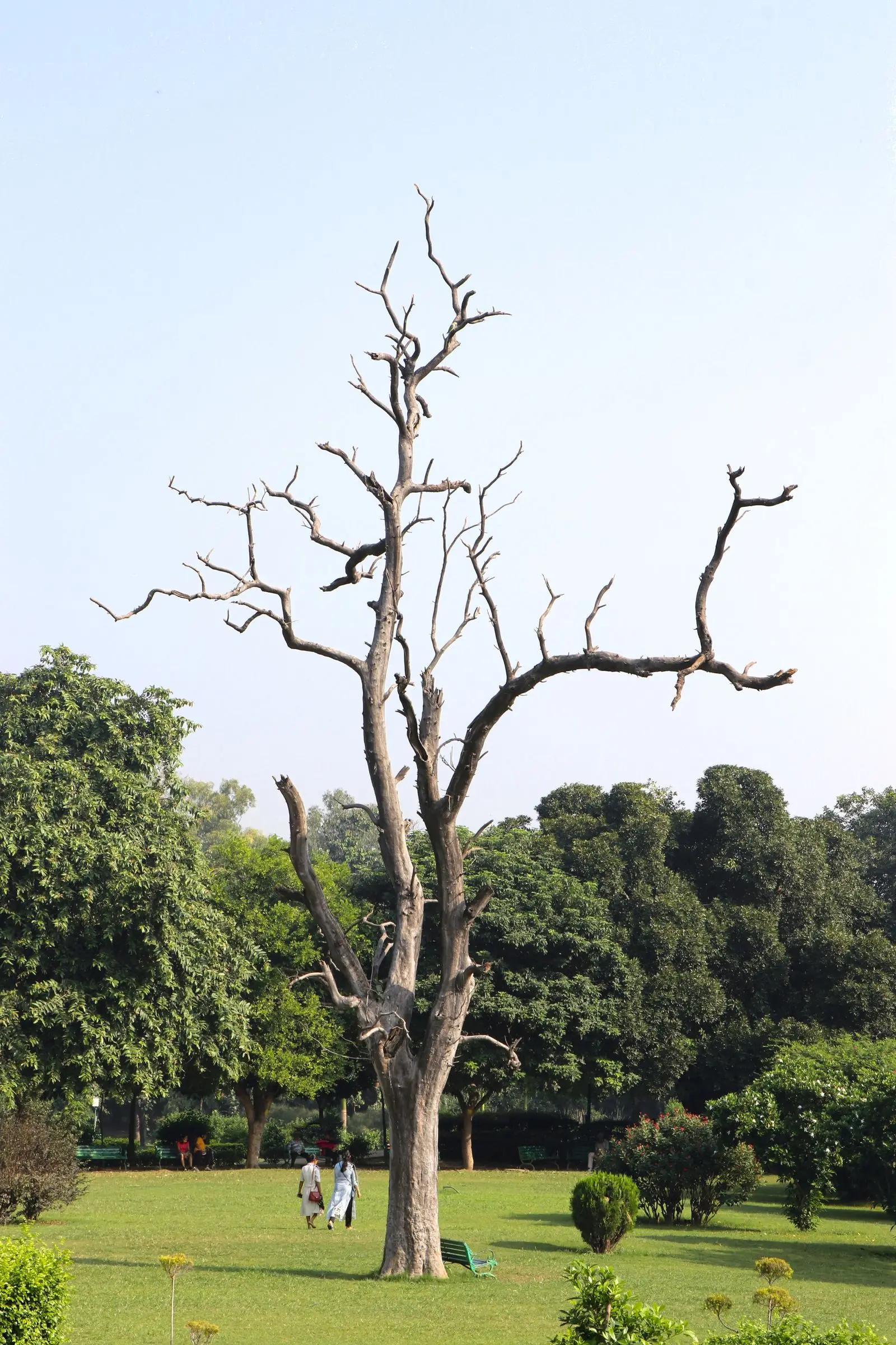 Leafless dead tree standing above green trees