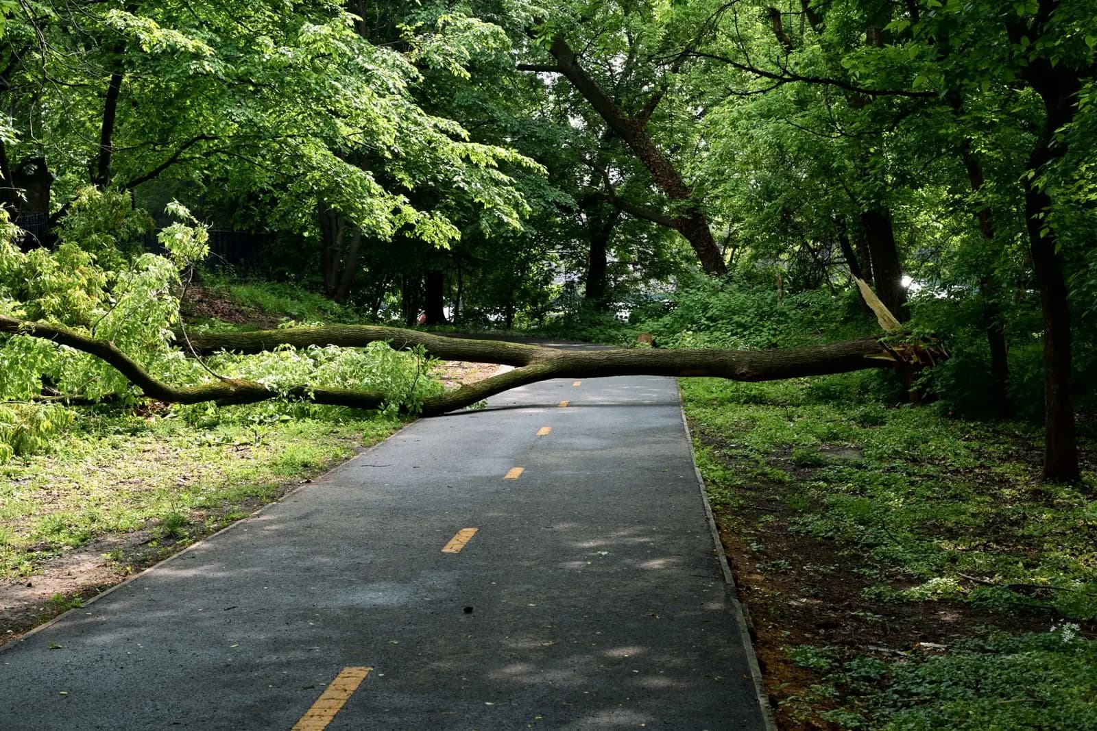 Fallen tree lying across a paved path under green trees
