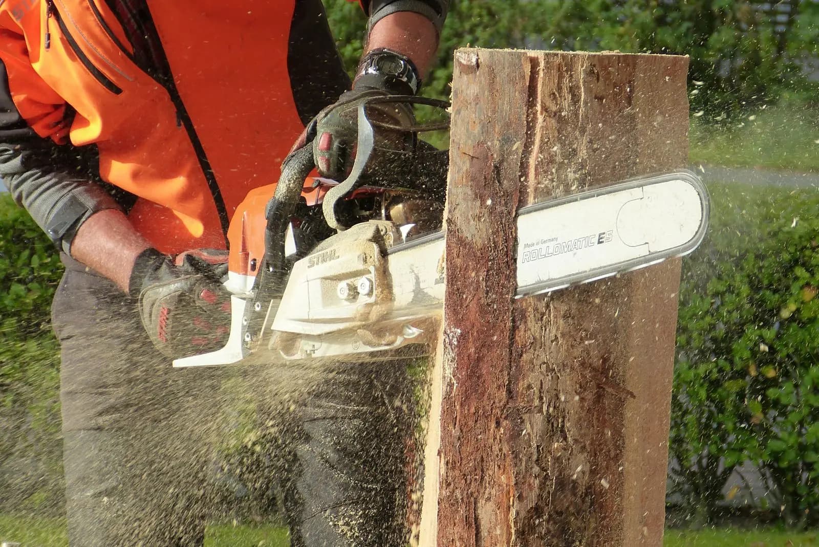 Chainsaw making a cut into a standing trunk