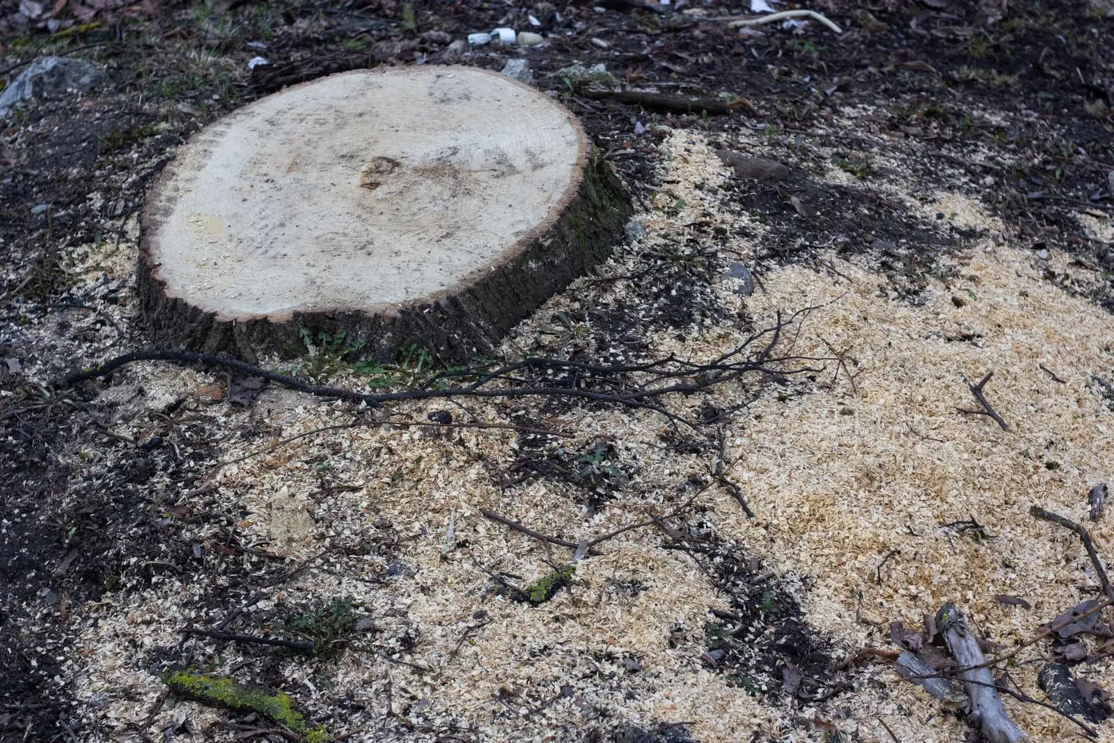 Freshly cut stump at ground level surrounded by sawdust