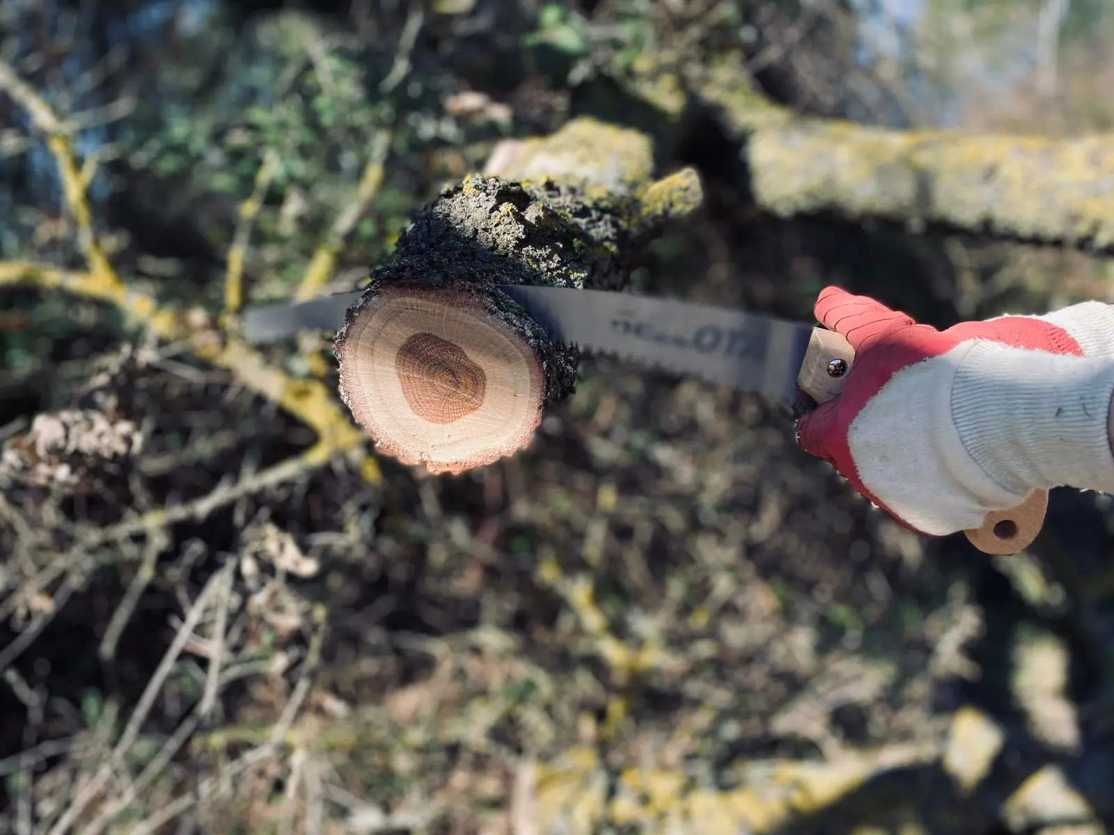 Hand saw partway through a small limb