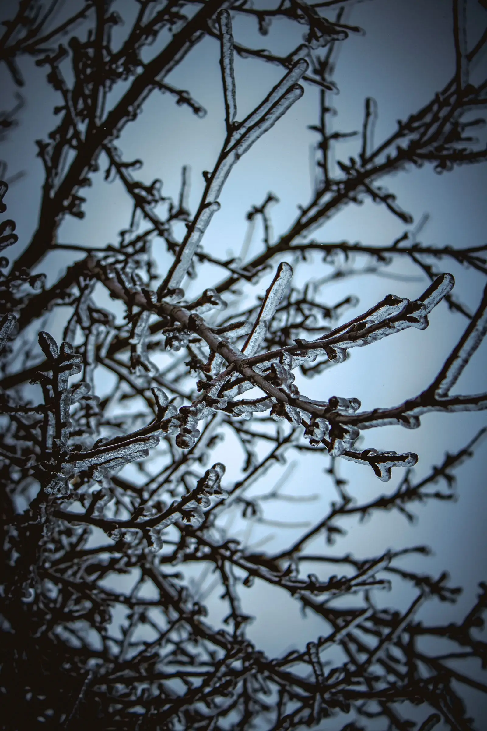 Bare branches coated in a thick layer of ice