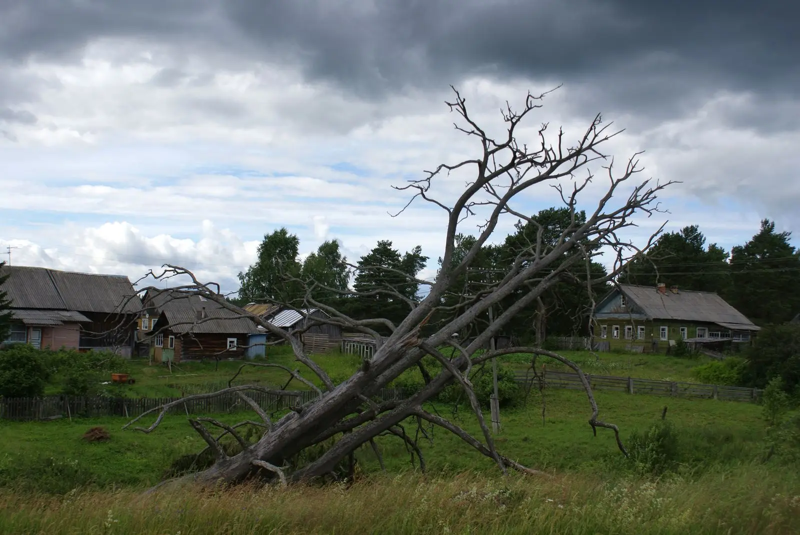 Dead tree leaning at a steep angle near houses