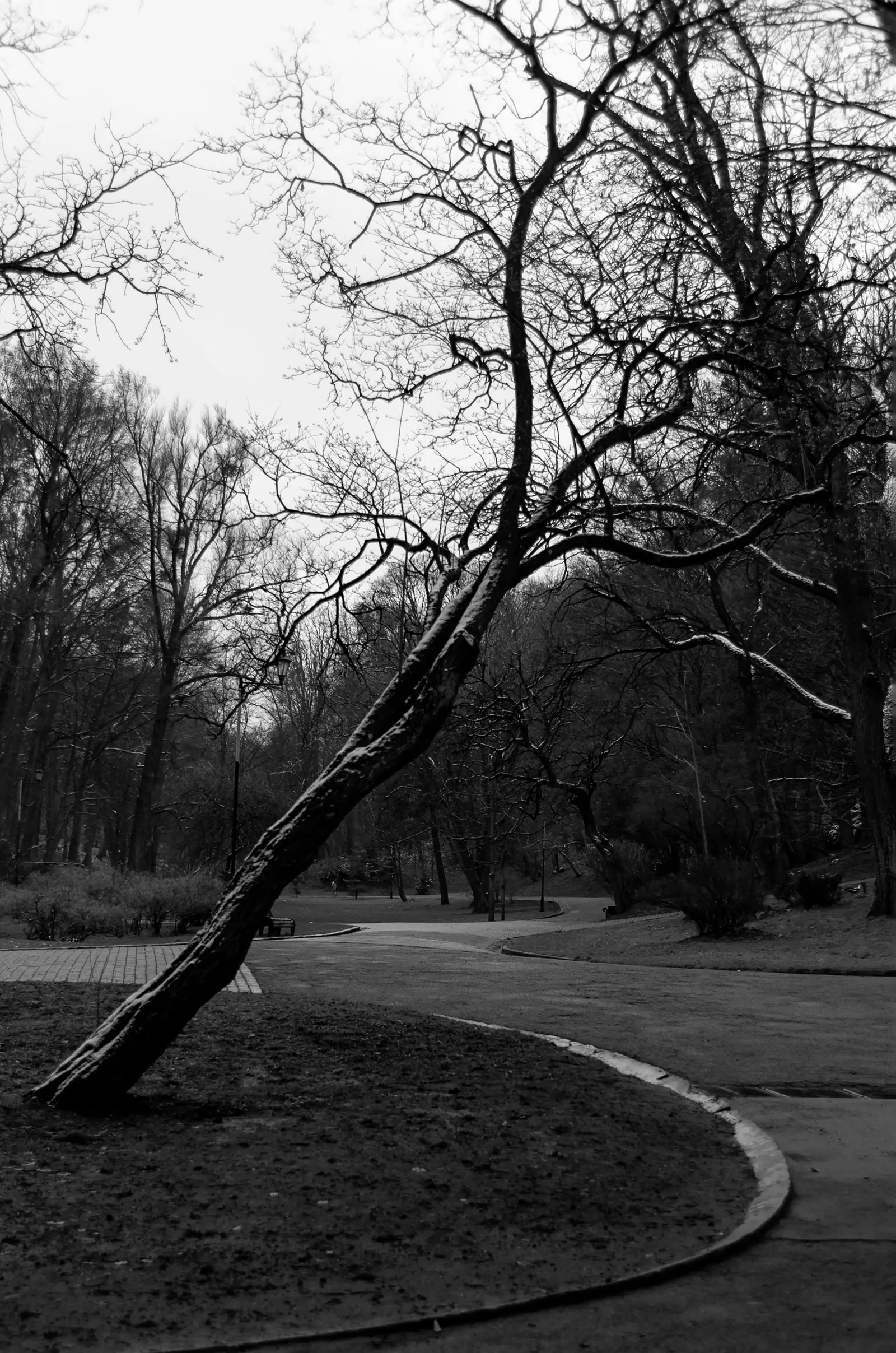 Tree trunk leaning sharply over a path