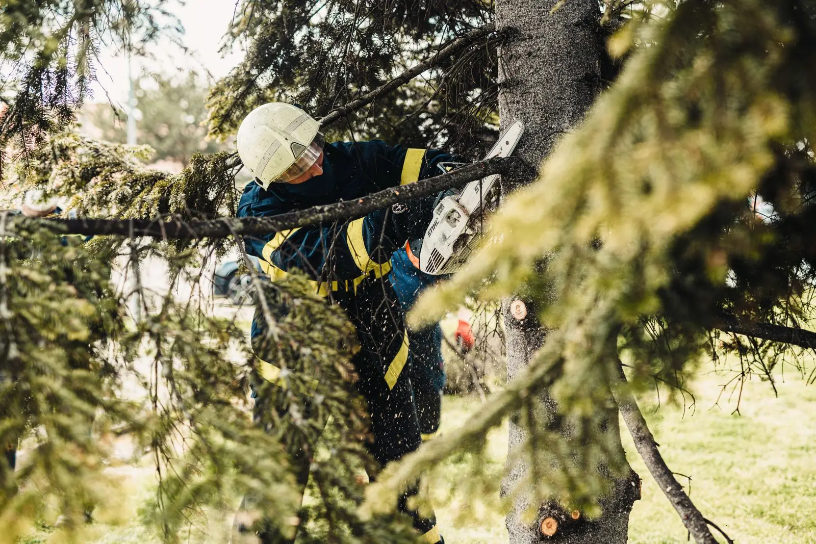 Worker in protective gear cutting limbs from a conifer