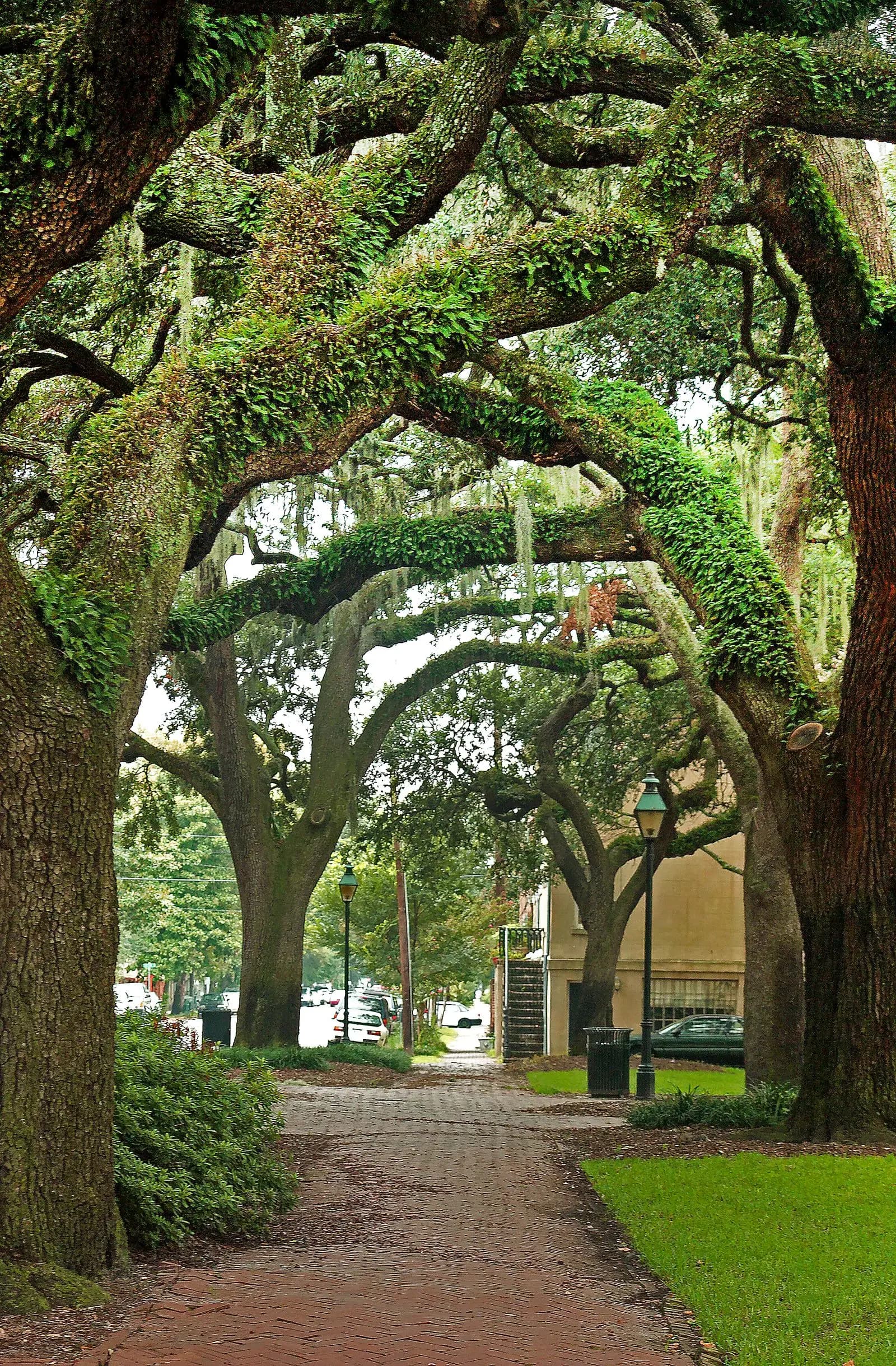 Live oak limbs arching over a walkway
