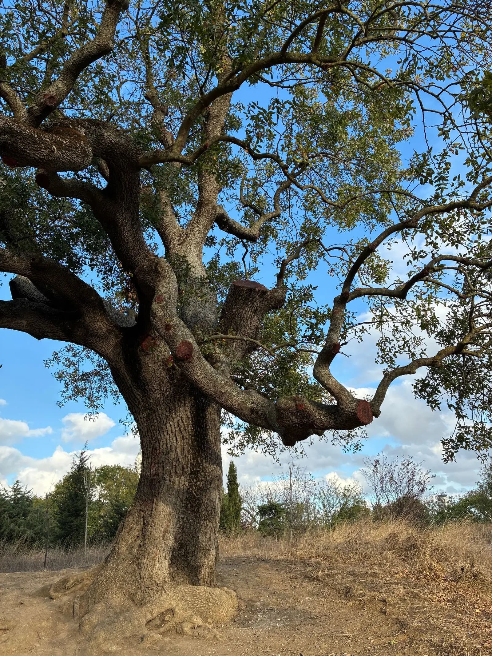 Looking up into the heavy limbs of a mature live oak