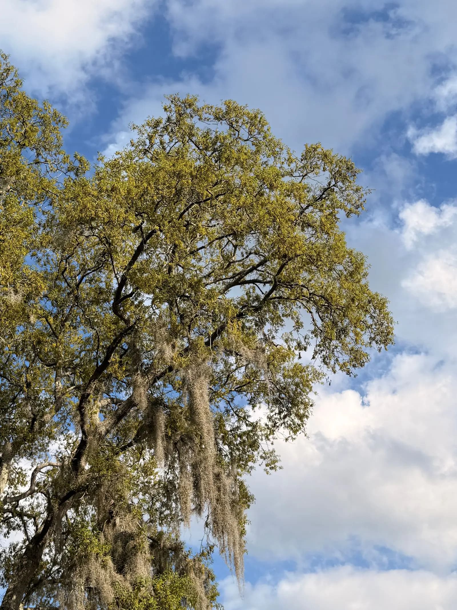 Live oak draped with Spanish moss under a blue sky