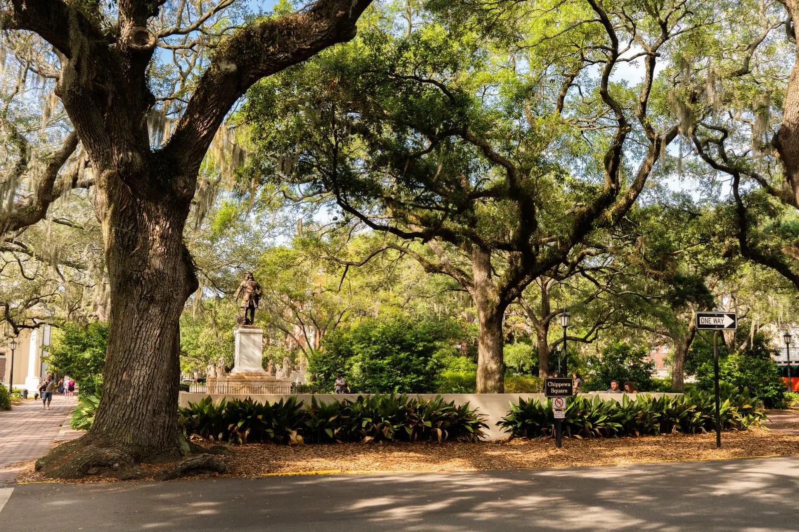 Mature live oaks shading a city square
