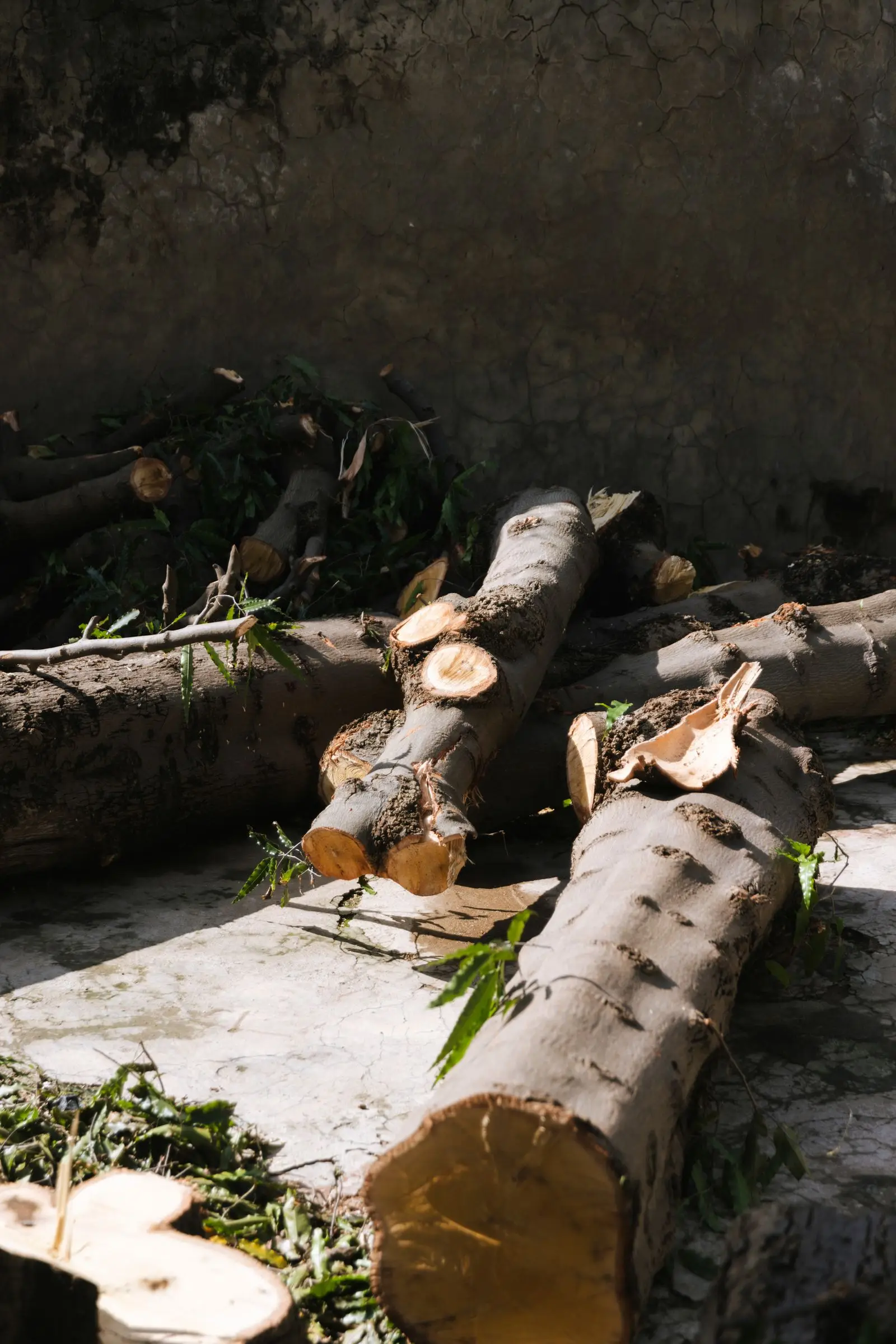 Cut log sections and branches lying in a yard