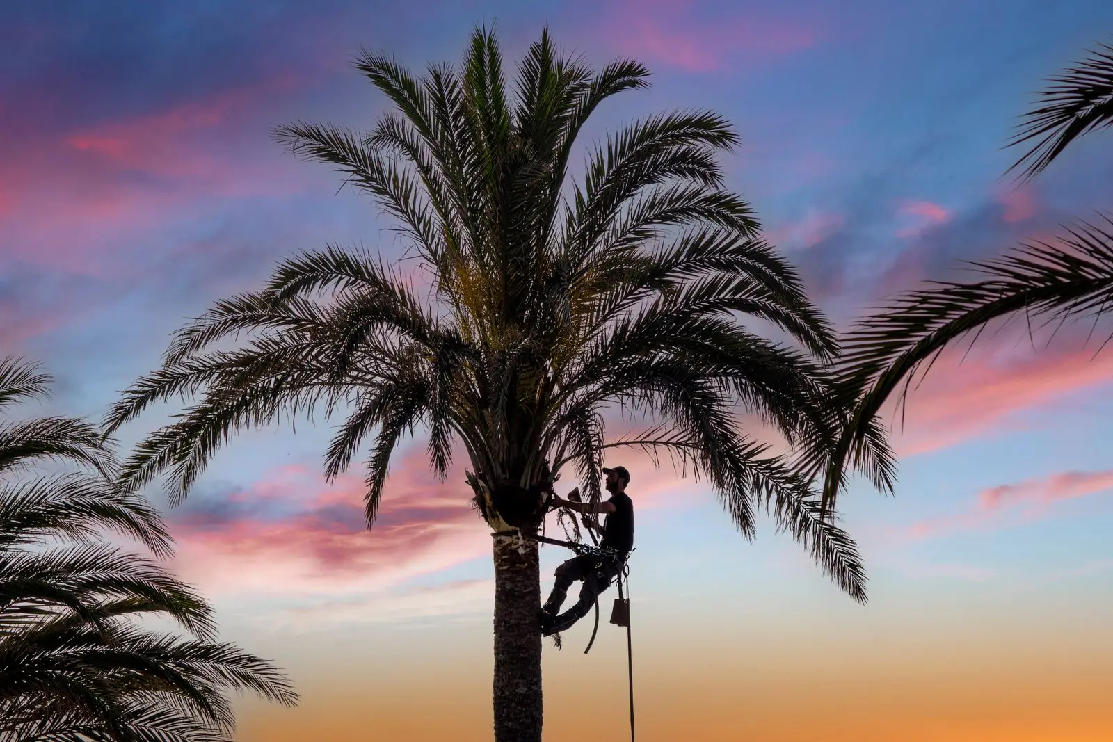 Climber working near the crown of a palm at dusk
