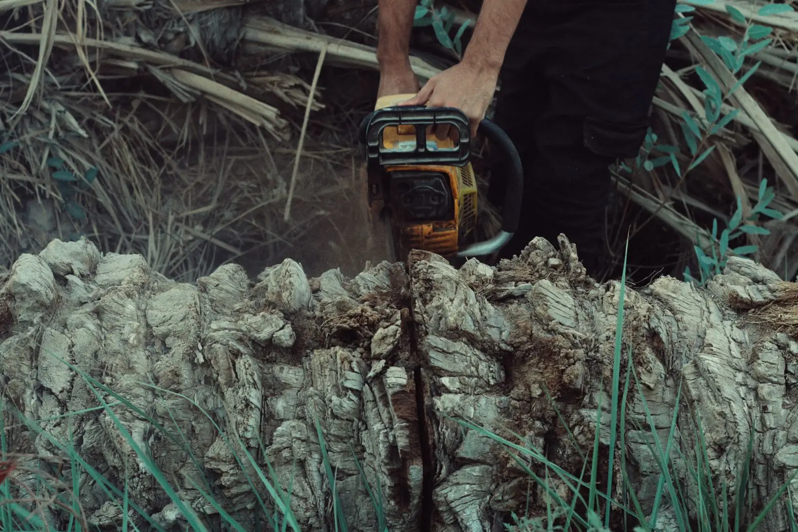 Chainsaw cutting through the trunk of a palm