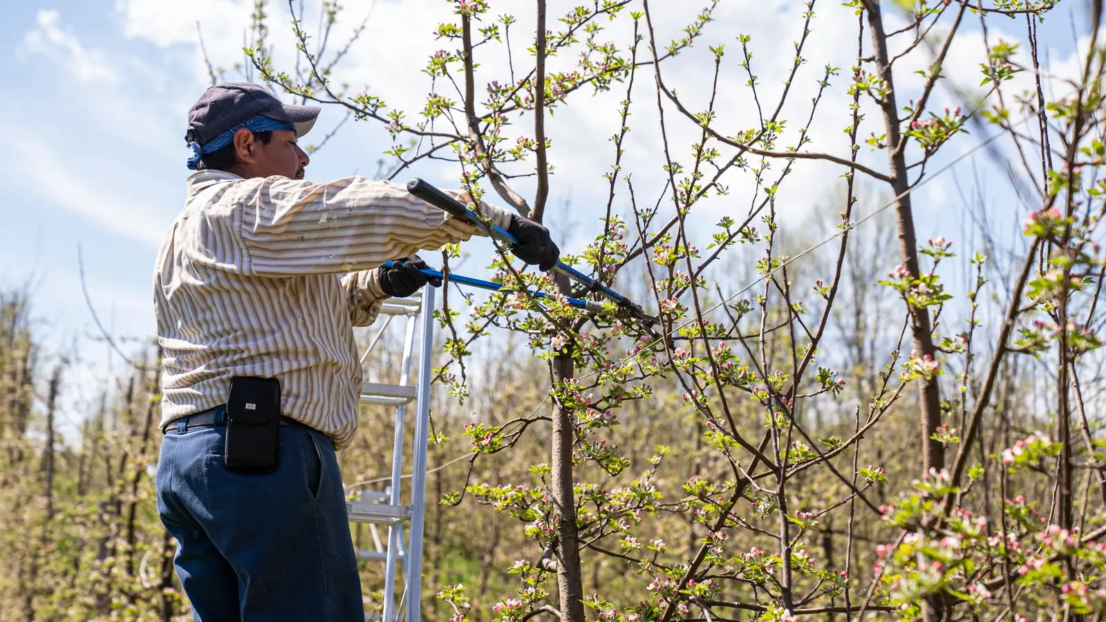Person on a ladder cutting a branch with loppers