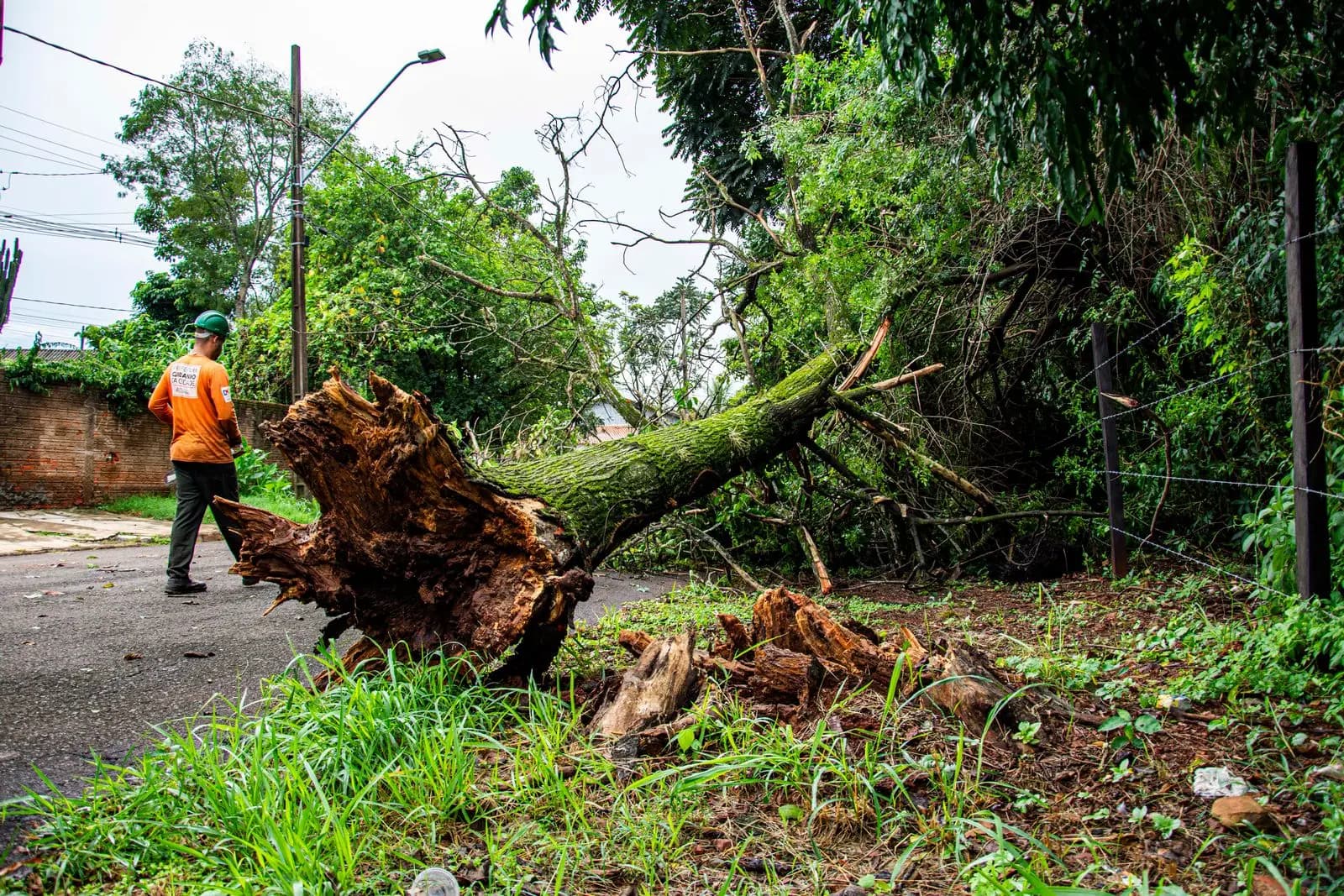 Worker standing next to the upturned root plate of a storm-felled tree