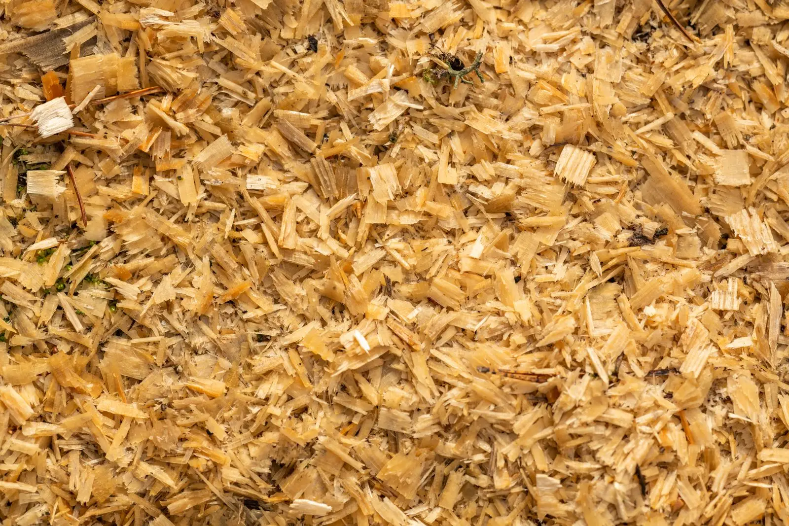 Fresh sawdust and wood shavings