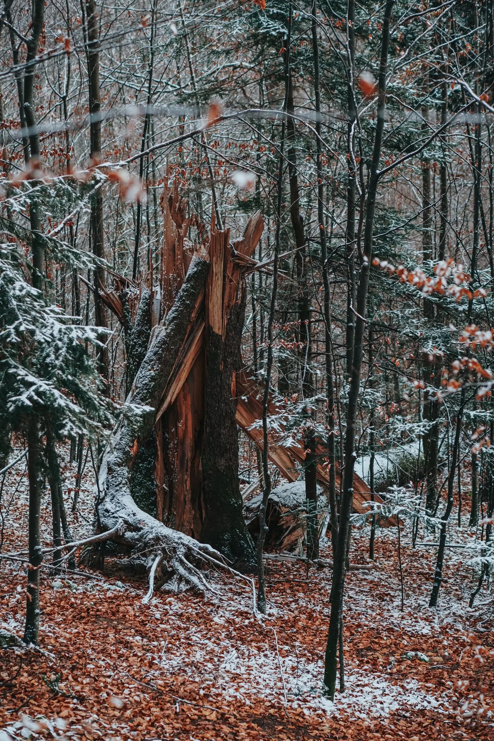 Tree trunk broken and splintered in a snowy wood