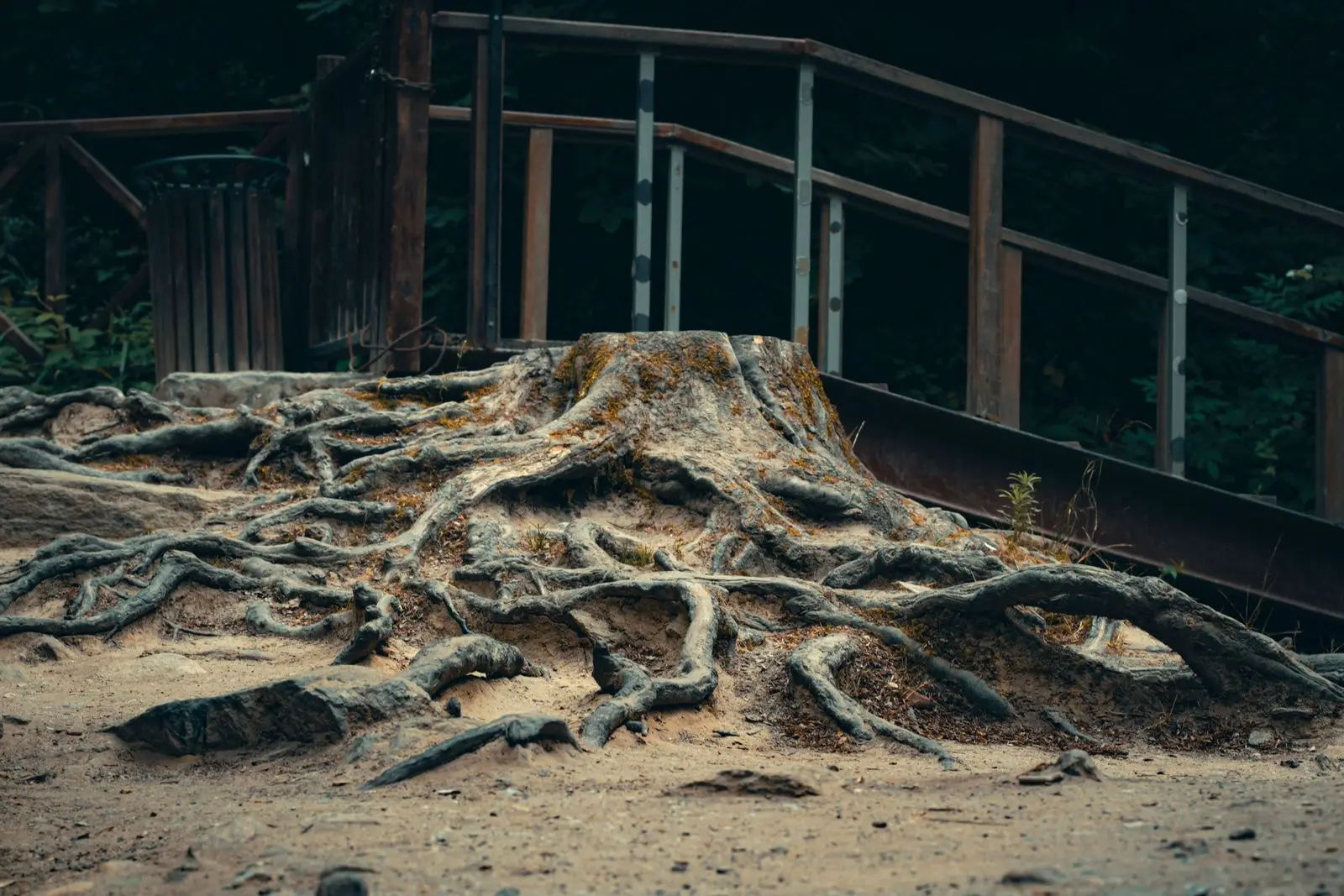 Stump with a wide network of exposed roots above the soil