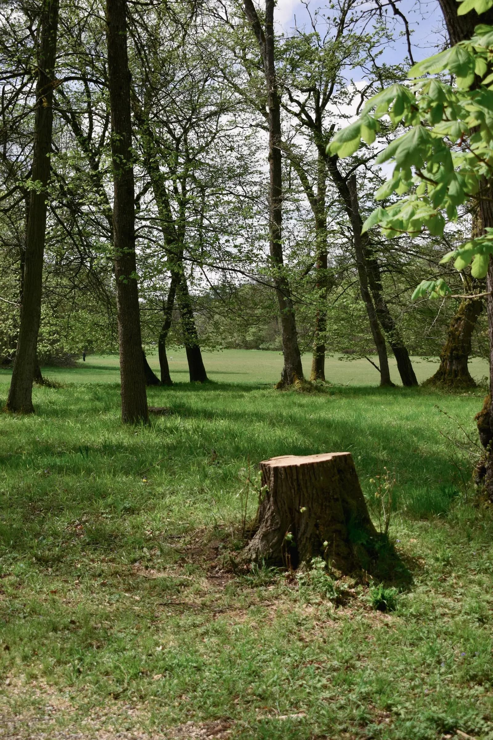 Stump left in a mown lawn among trees