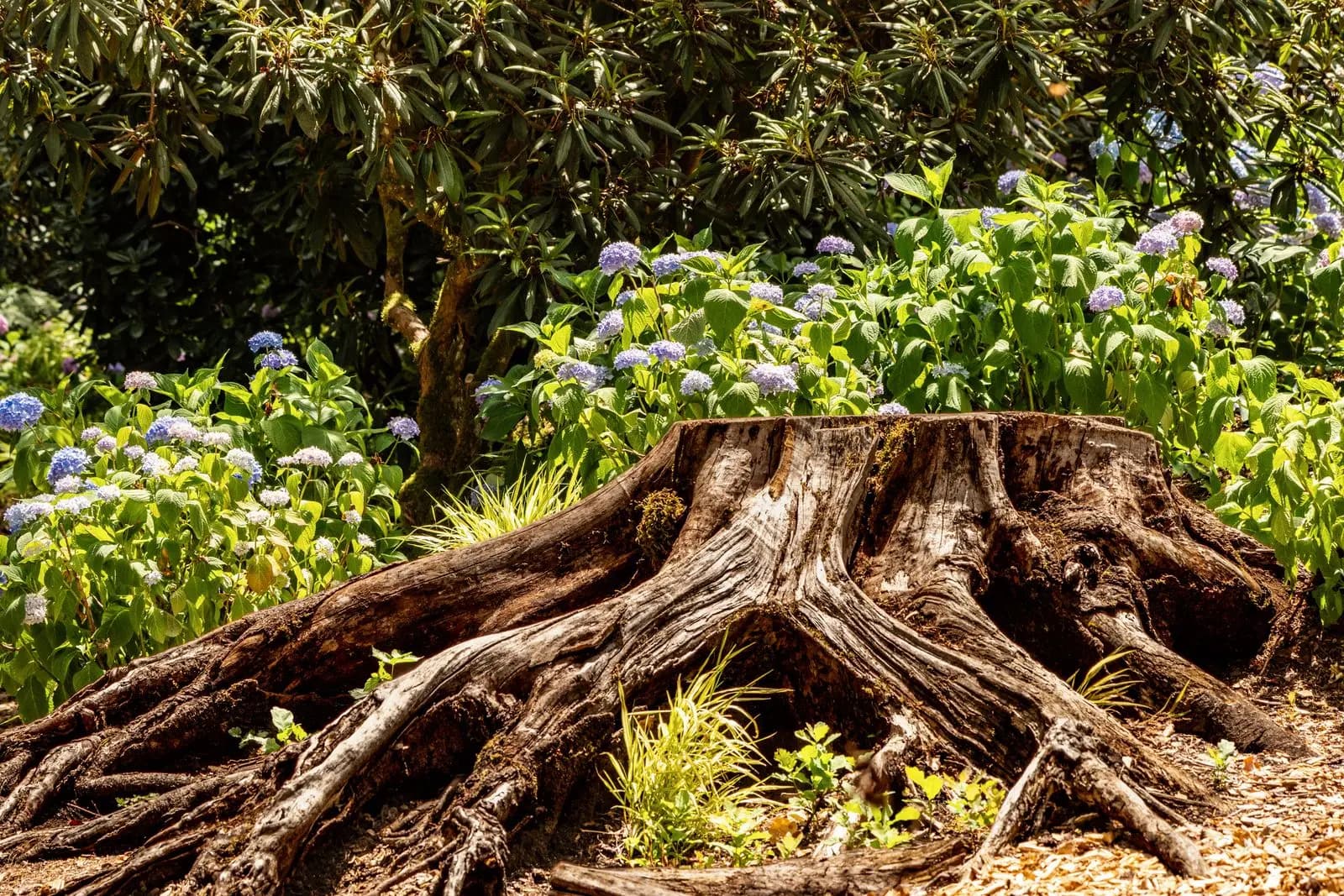 Stump with thick surface roots spreading through a garden bed