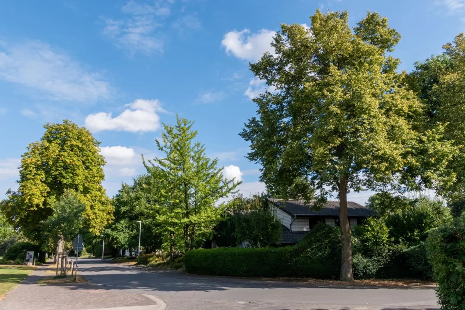 Suburban street corner with mature trees and a house