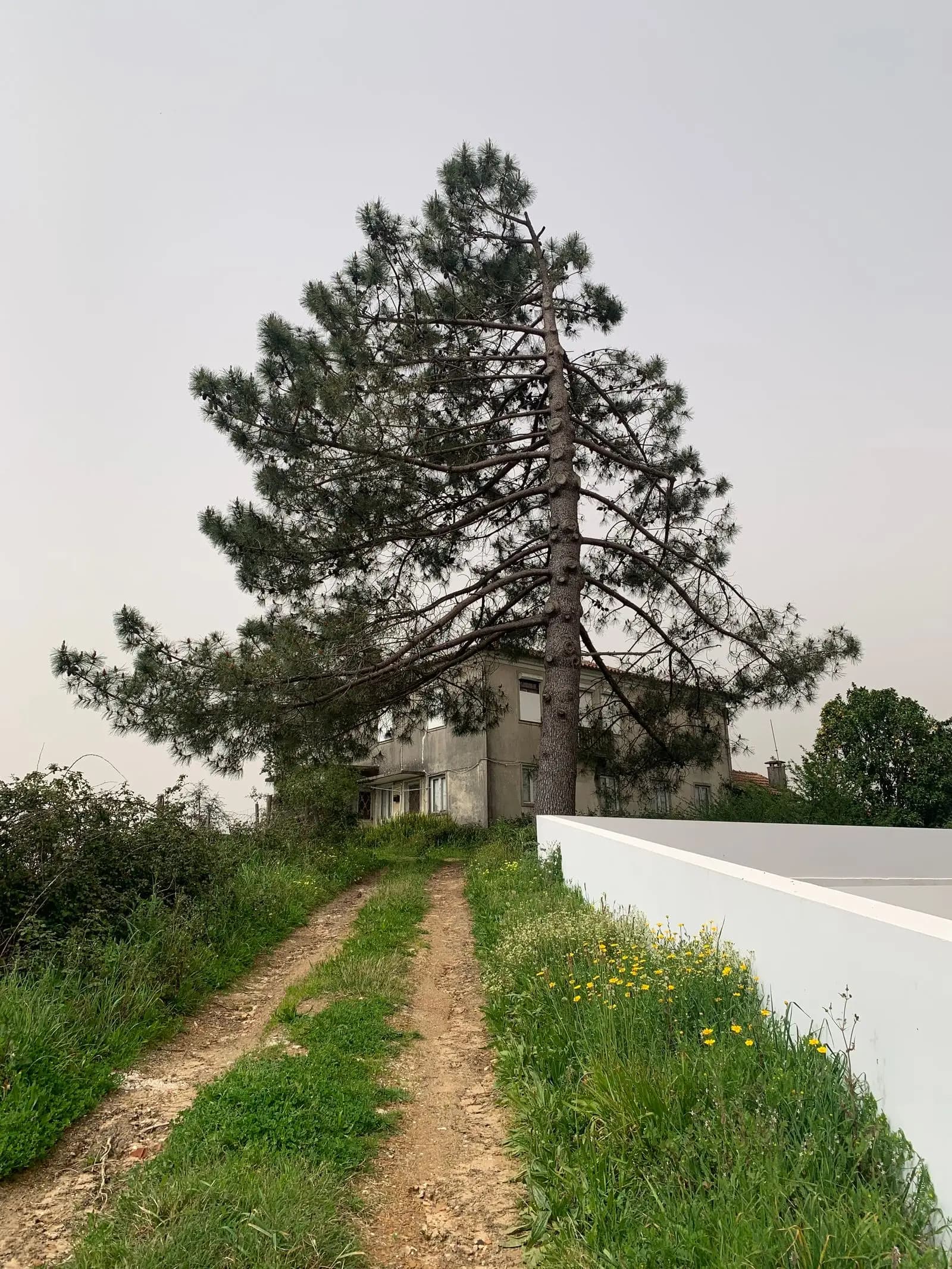 Very tall conifer standing right next to a house