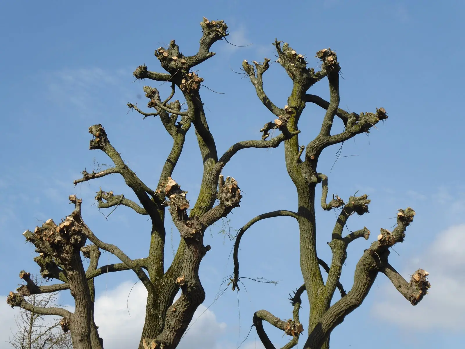Tree with its main limbs cut back to stubs, an example of topping