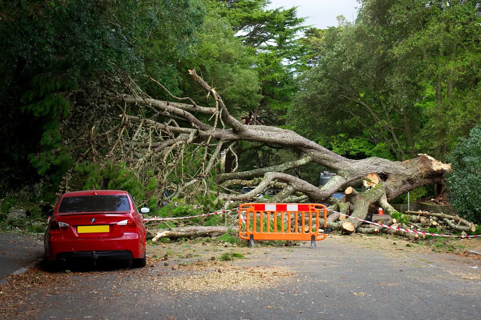 Fallen tree across a street with a barrier and a parked car
