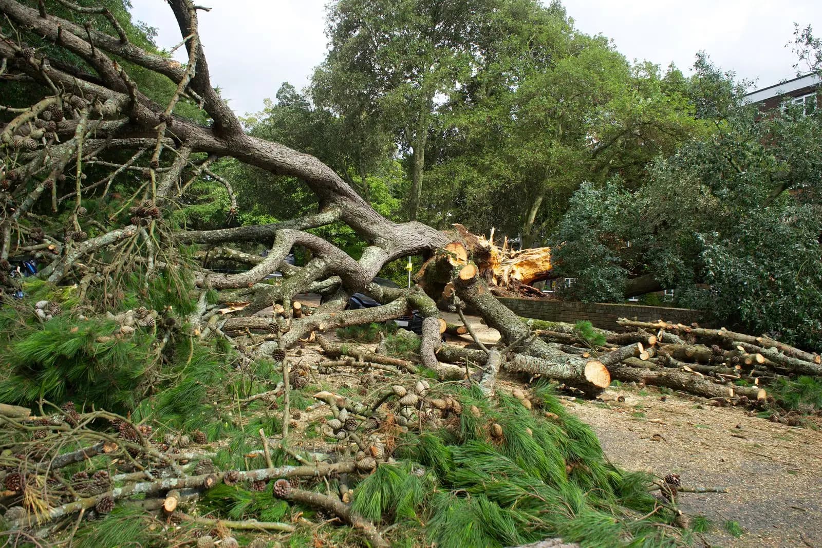 Uprooted tree on the ground partly cut into sections