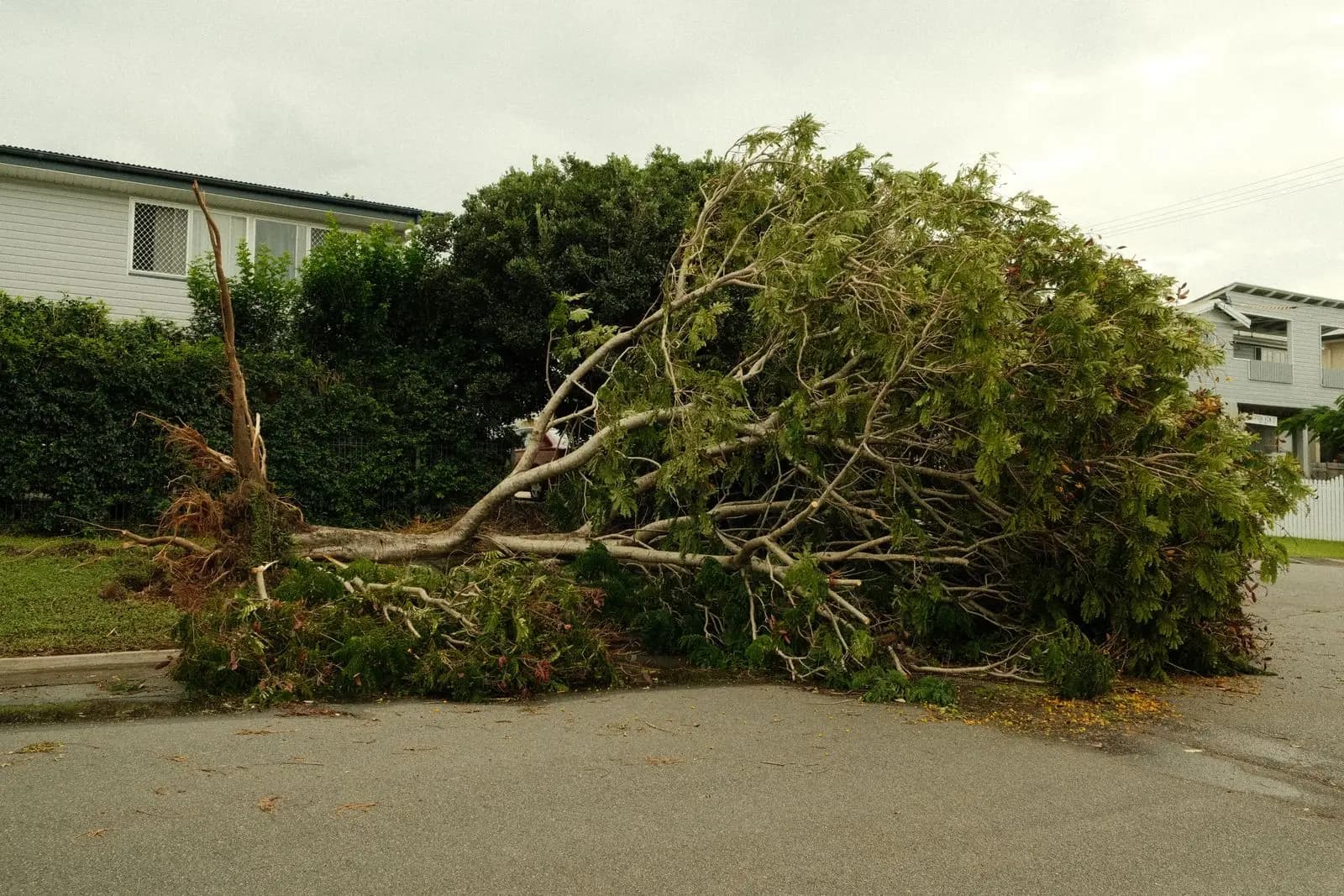 Uprooted tree lying across a road beside houses