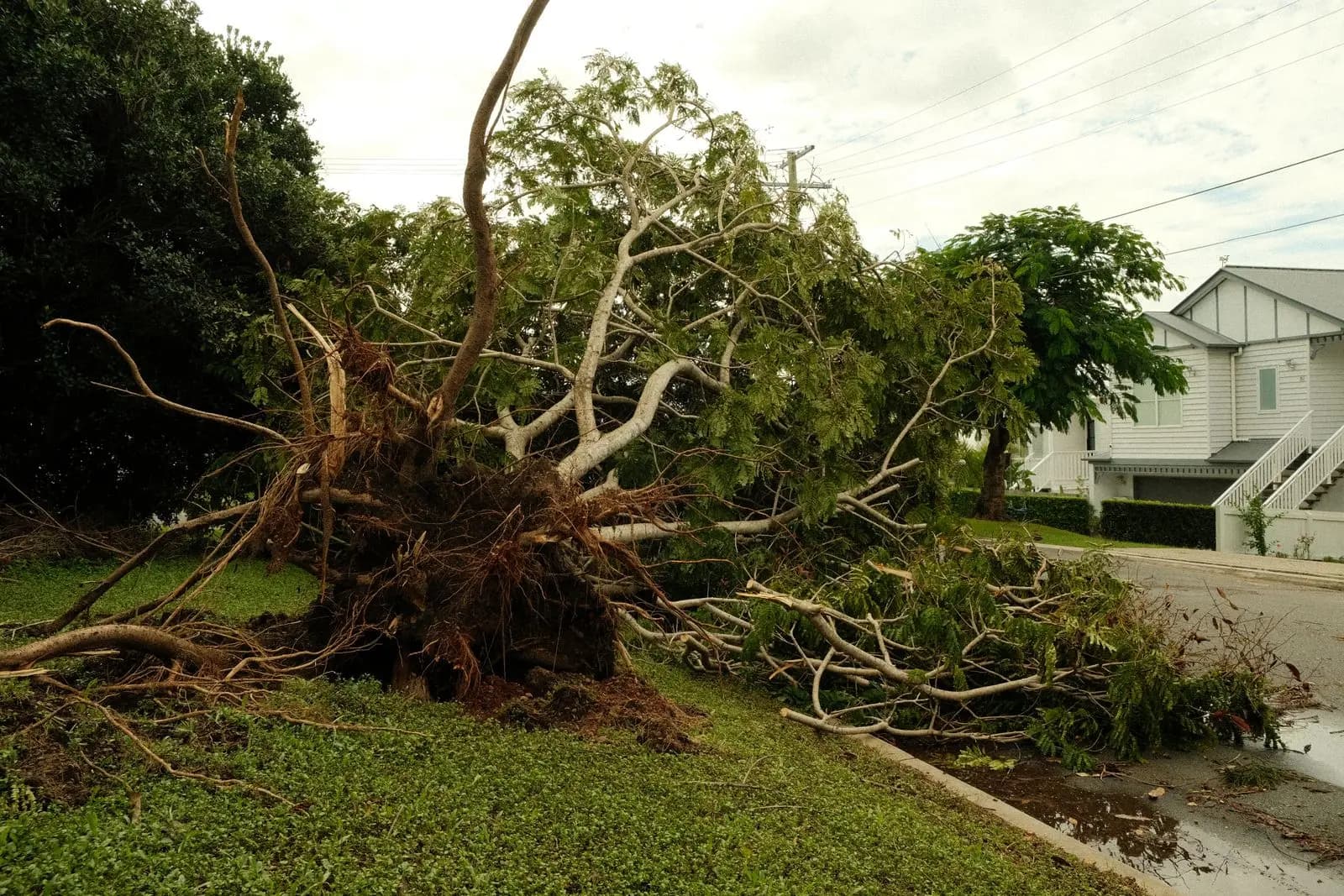 Large tree uprooted in a yard with its root plate exposed, a house behind